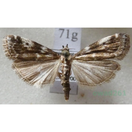 Assara terebrella (Zincken, 1818) Czech71g